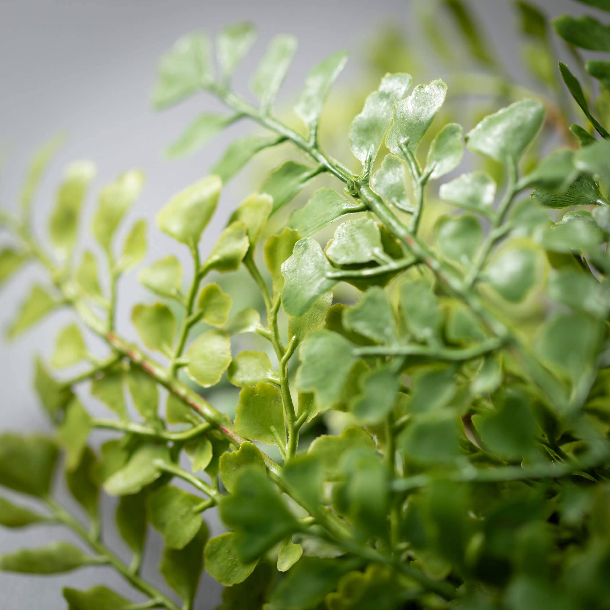 Maidenhair Bush