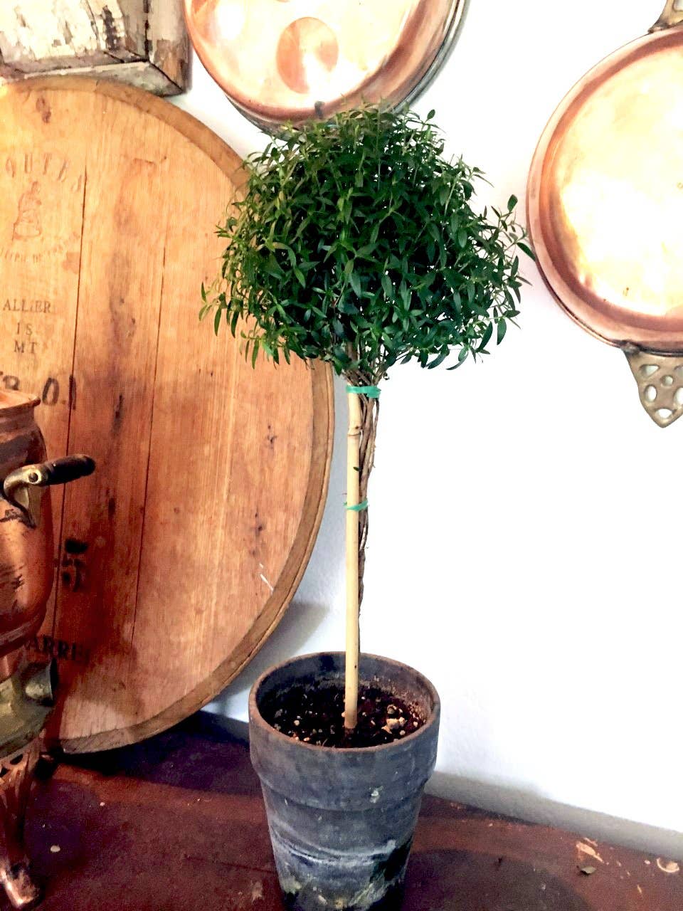 Live Plants- Myrtle  Single Ball 5 (local pickup only)