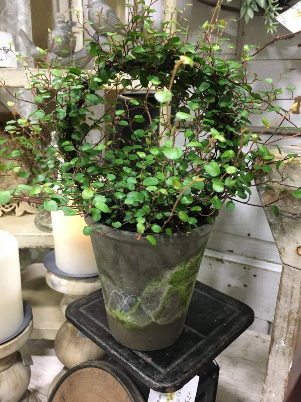 Live Plants- Angel Vine Ring (local pickup only)