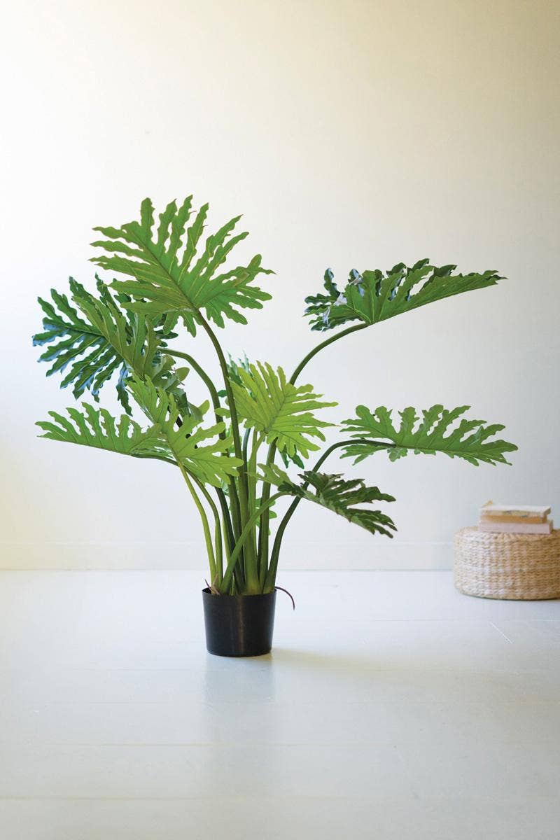 Botanica Split Leaf Philodendron