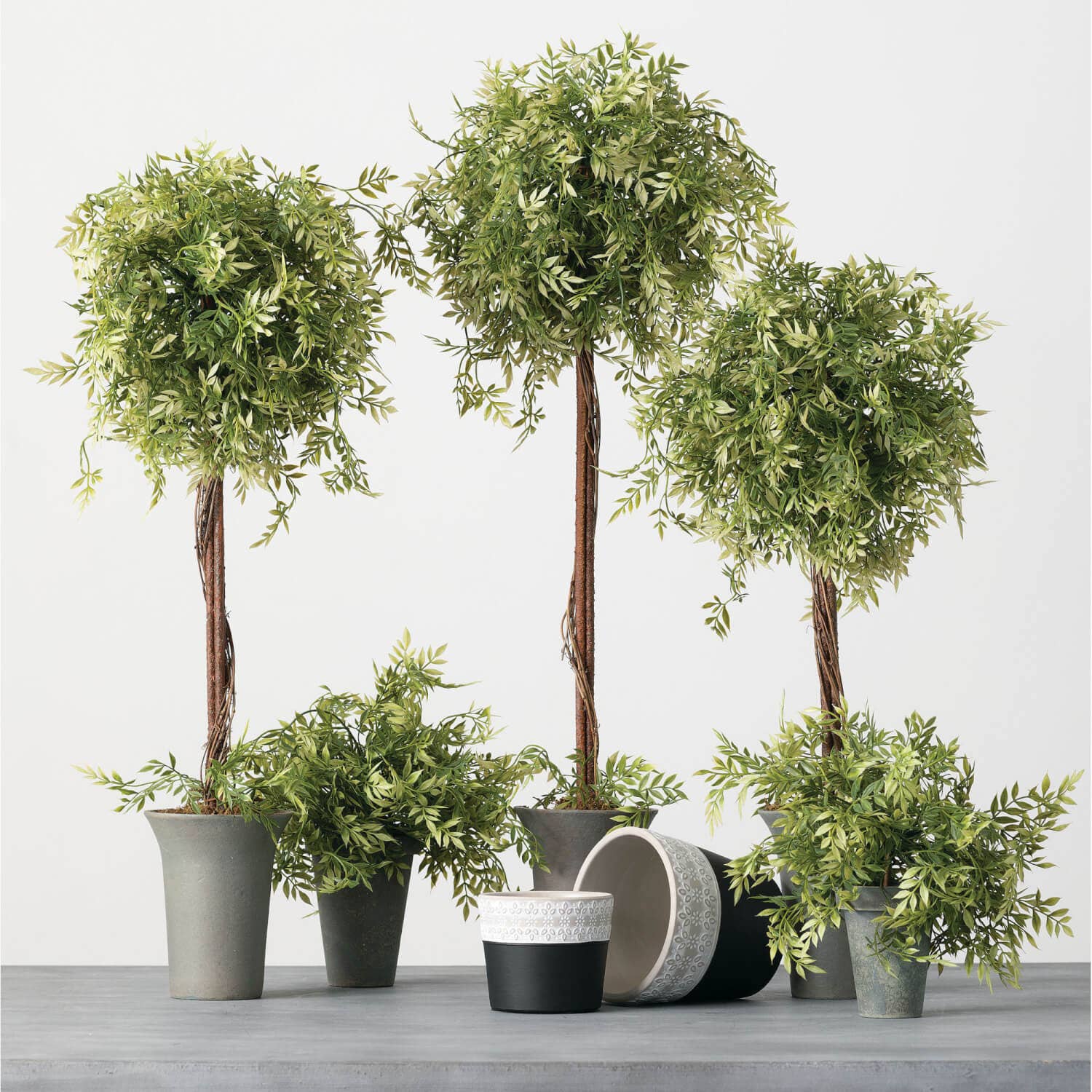 Wisteria Topiary