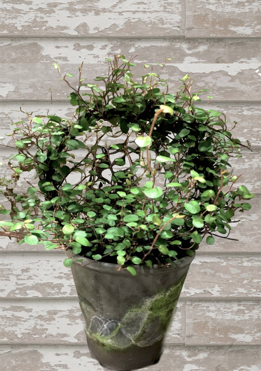 Live Plants- Angel Vine Ring (local pickup only)