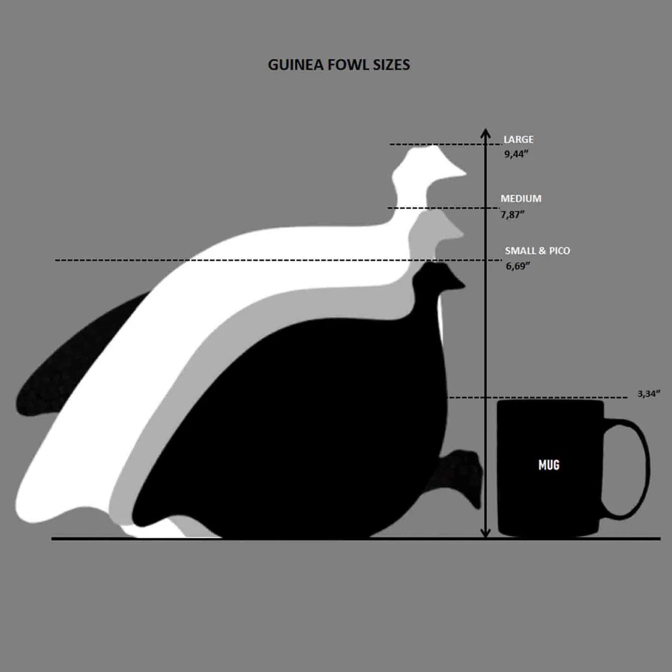 Green Splashes Spotted White Guinea Fowl