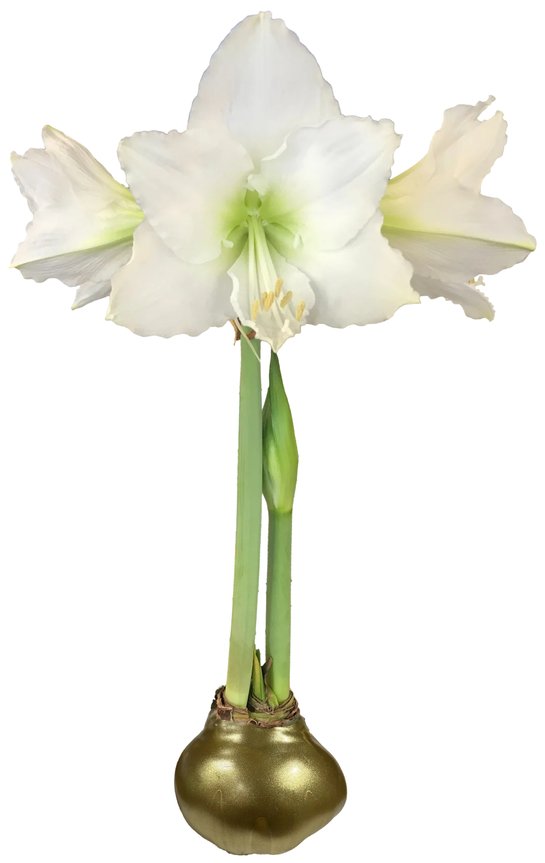 Blooming Amaryllis Waxed Bulb