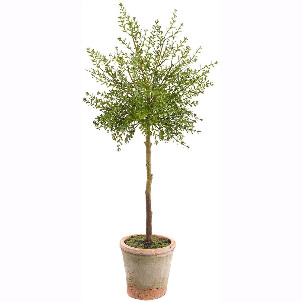 32" UV Protected Myrtle Topiary in Aged Clay Pot Green