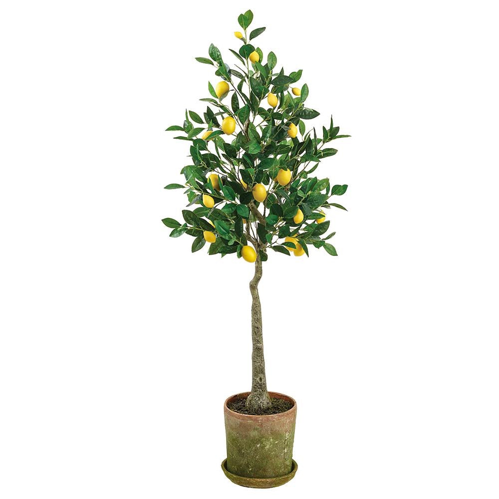 55" Lemon Topiary in Planter