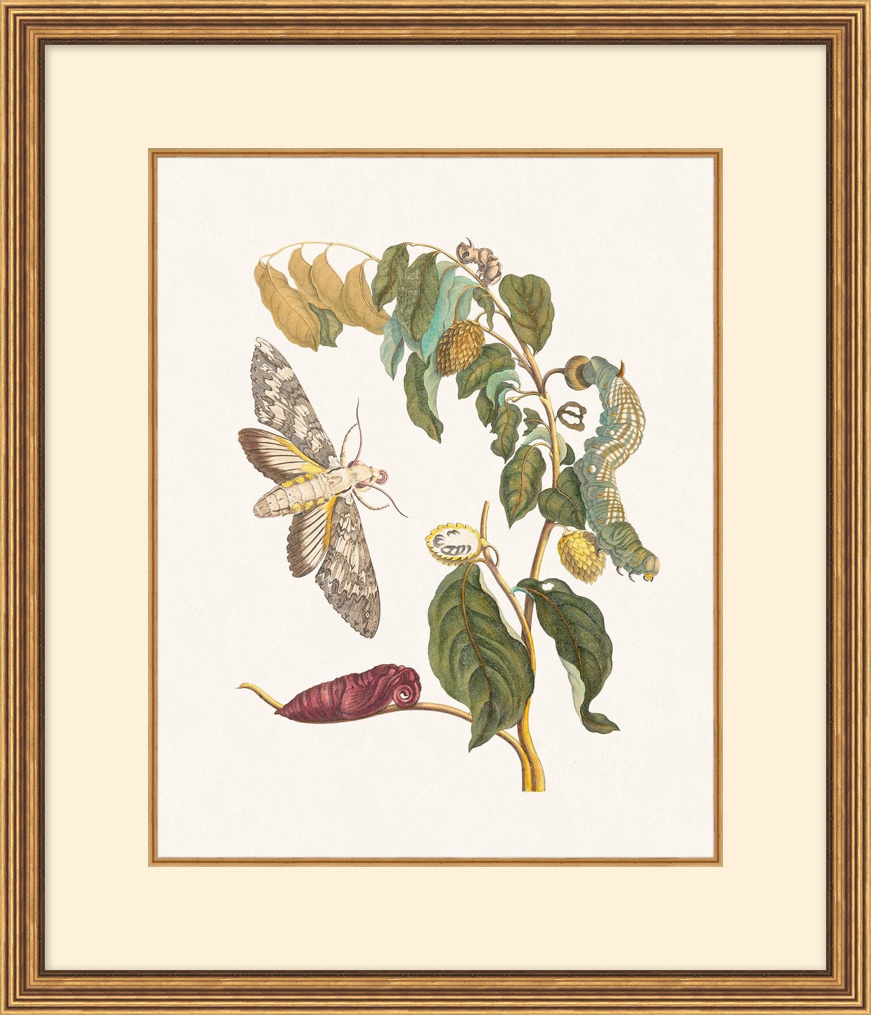 Growth State Botanical Collection
