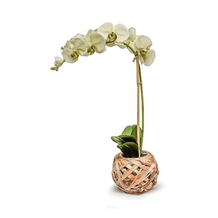 6" Reed/Glass Bowl W/ Pale Green Orchid