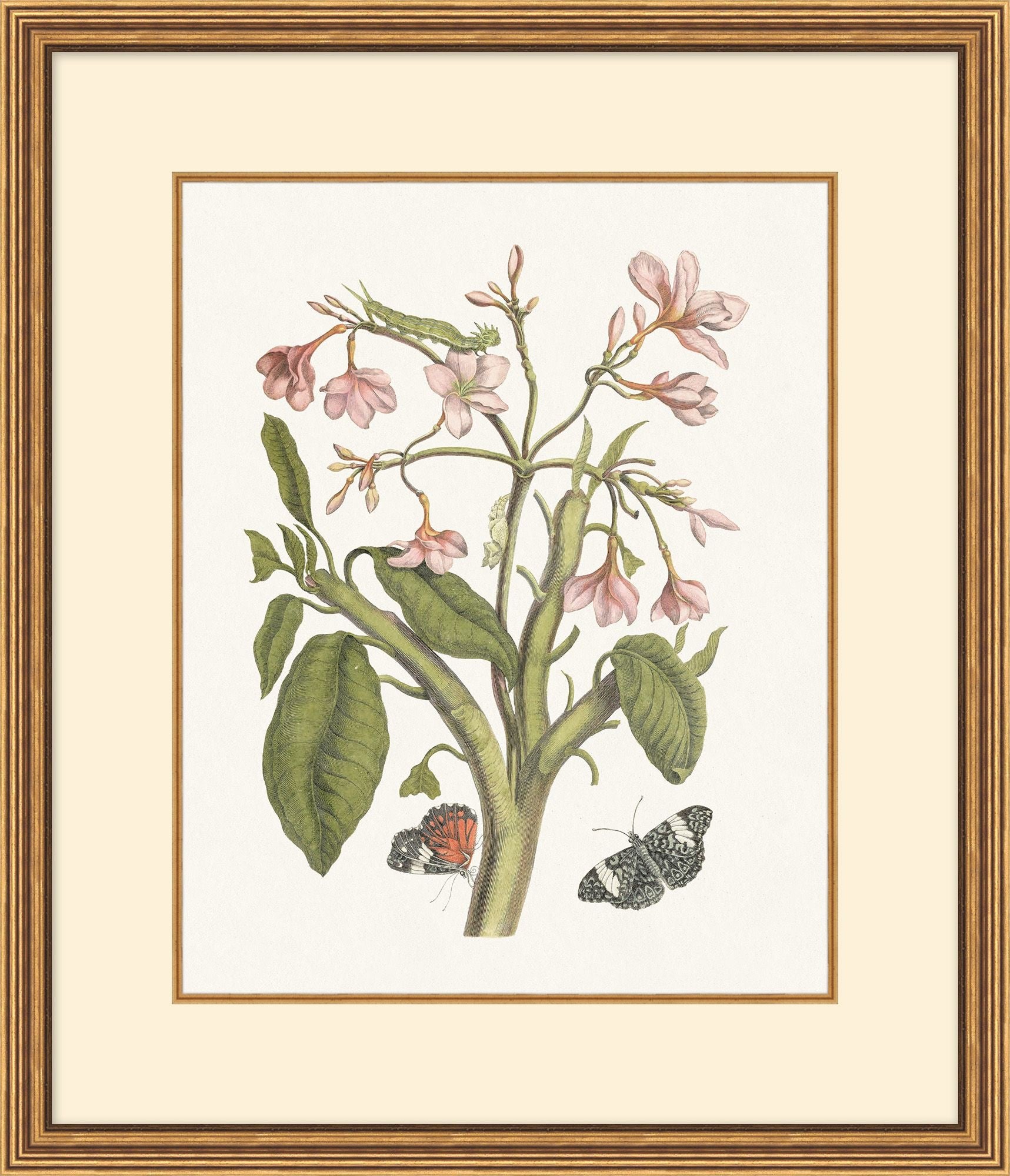 Growth State Botanical Collection