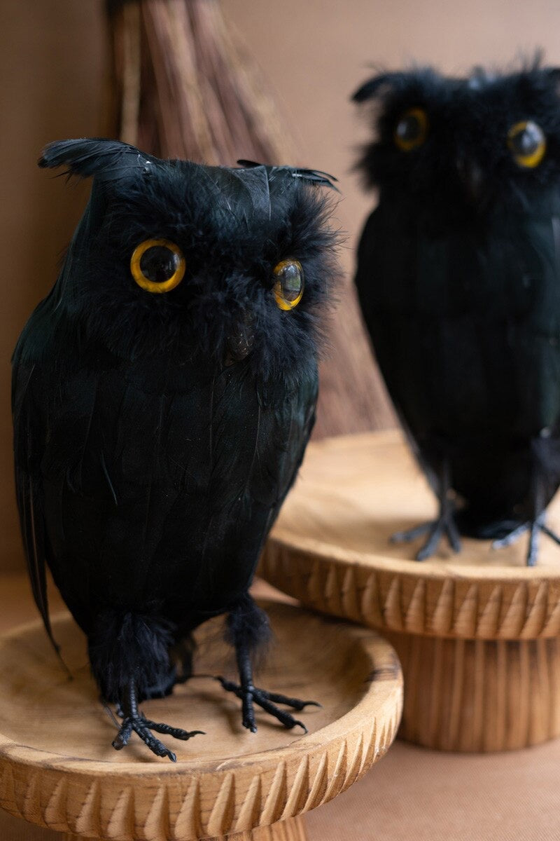 Owl with Black Feathers