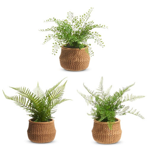 Potted Fern In a Basket