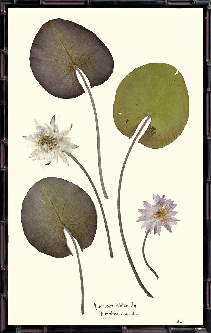 American Waterlilies