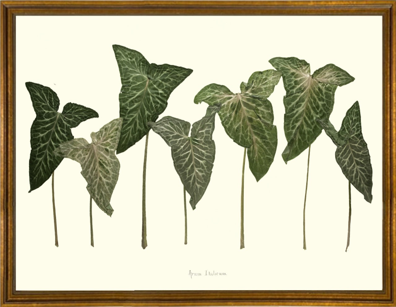 Arum Italicum Garden