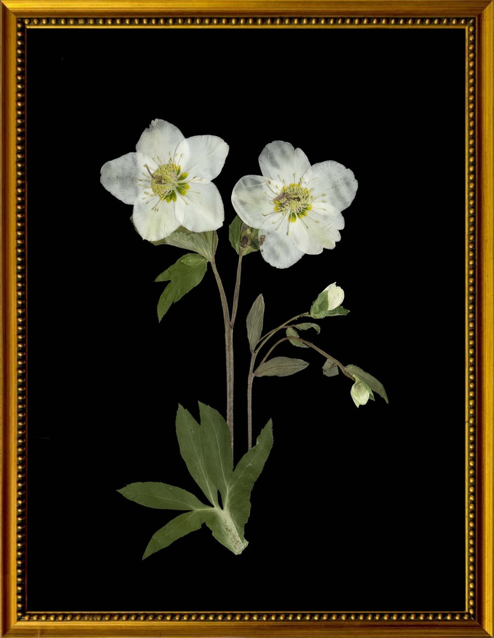 Botanicals on Black