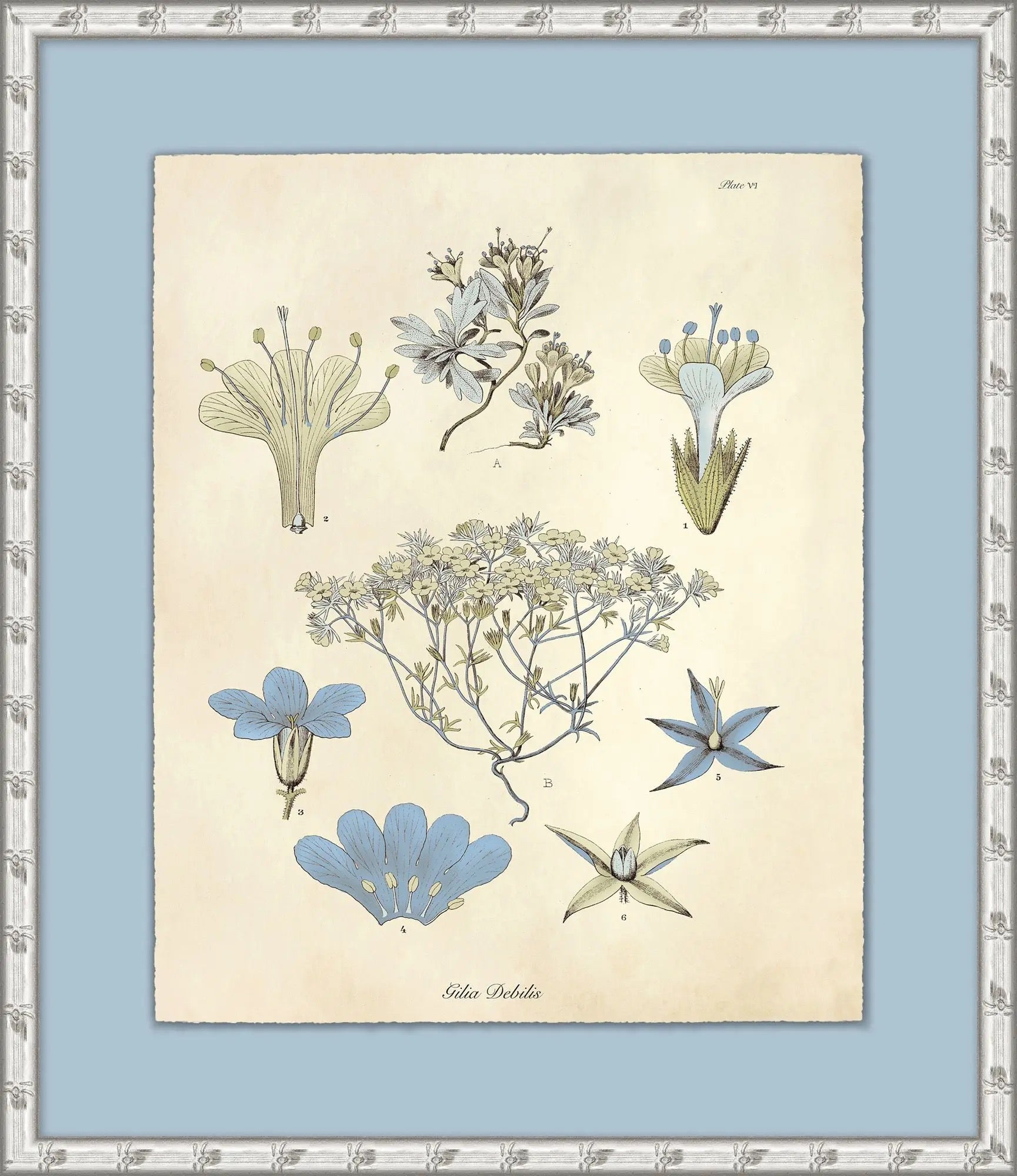 Seedling Study