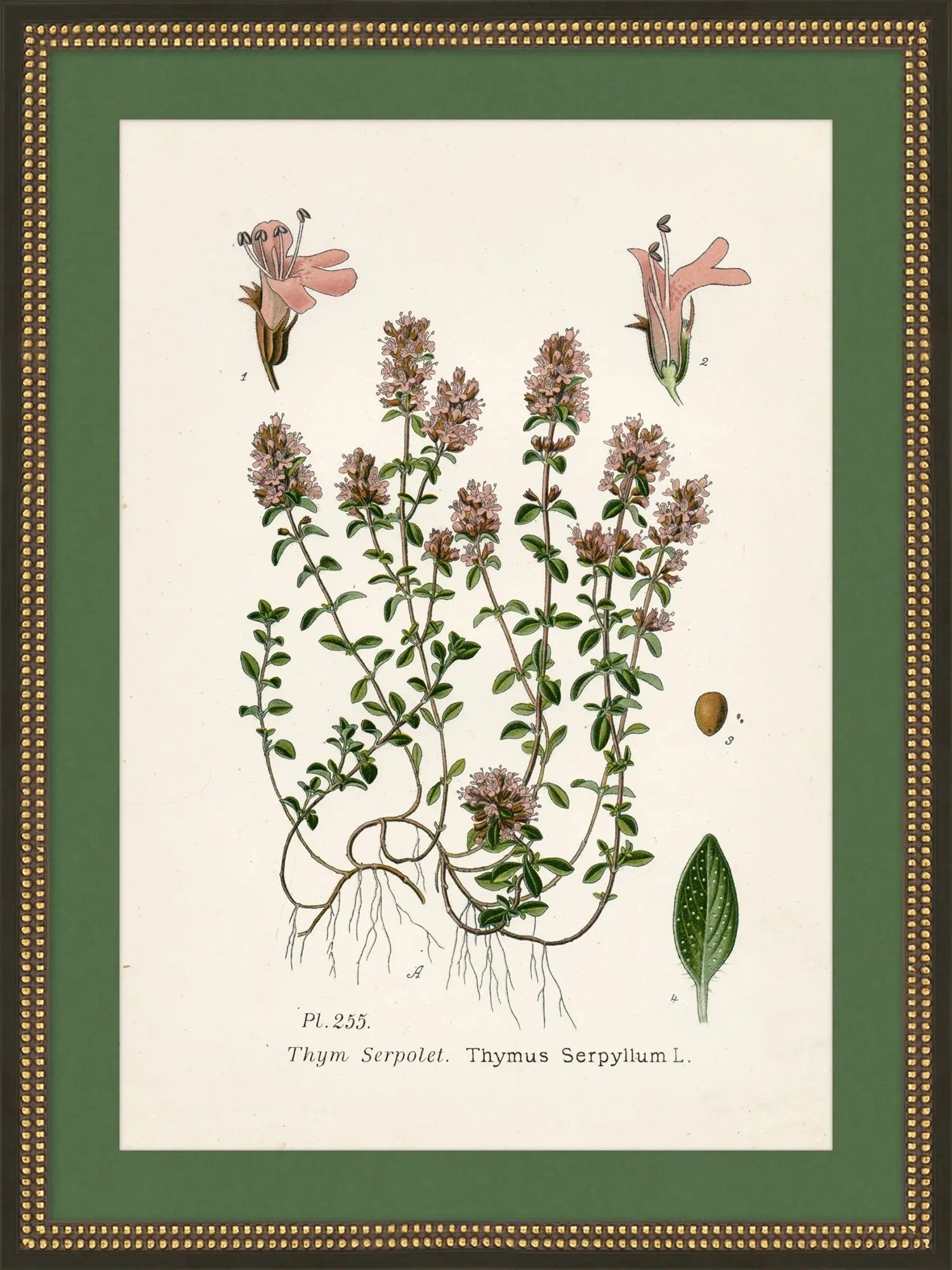 Wildflower Study