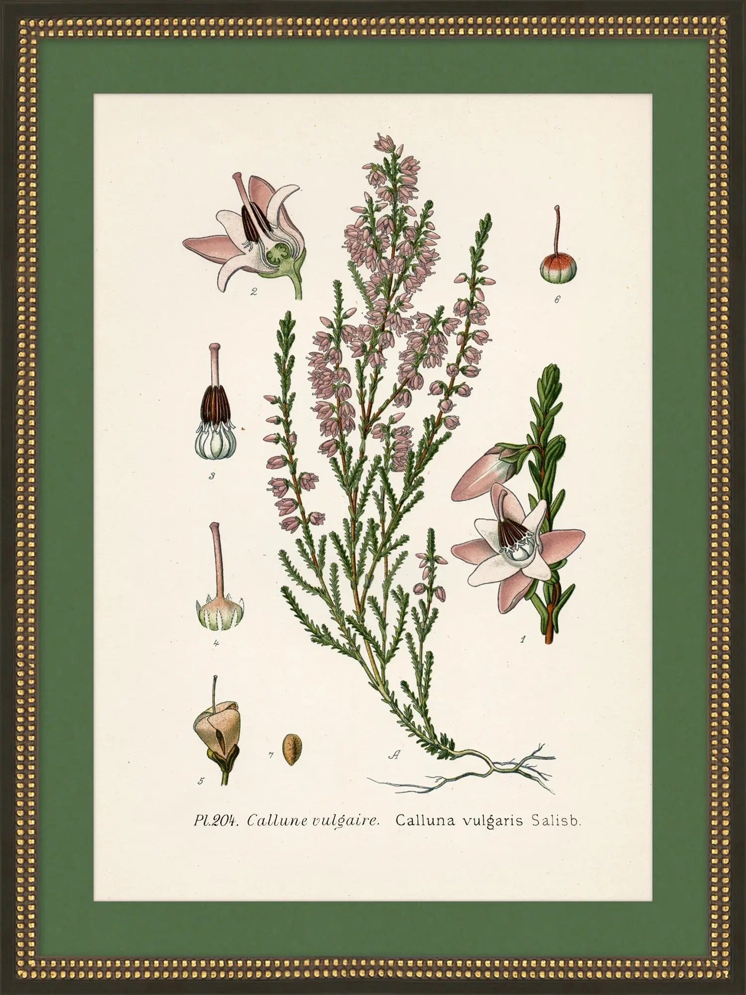 Wildflower Study