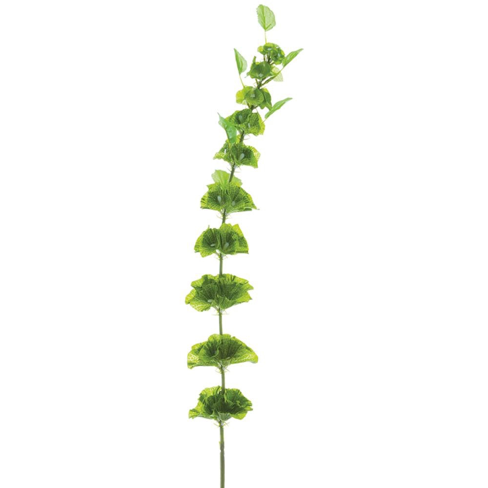 Bells of Ireland Spray  Green