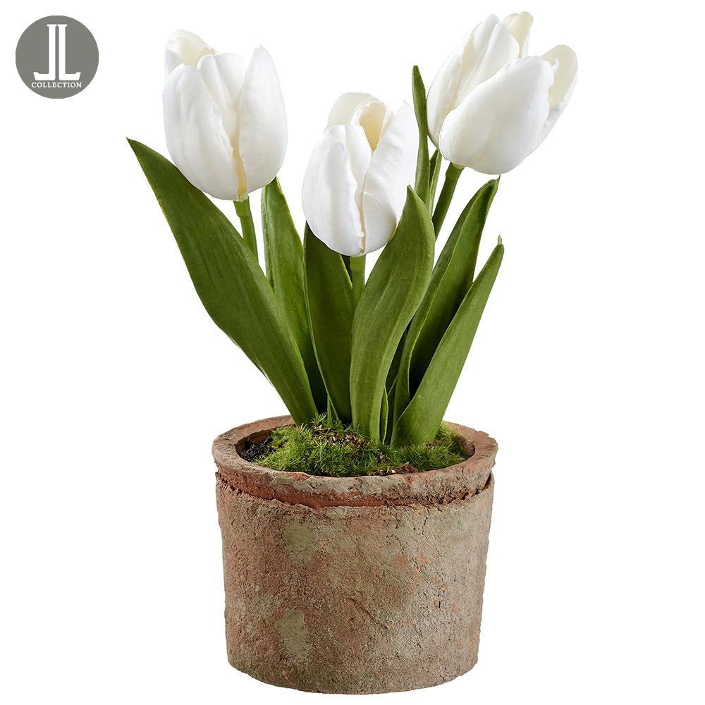 9" Tulip in Clay Pot