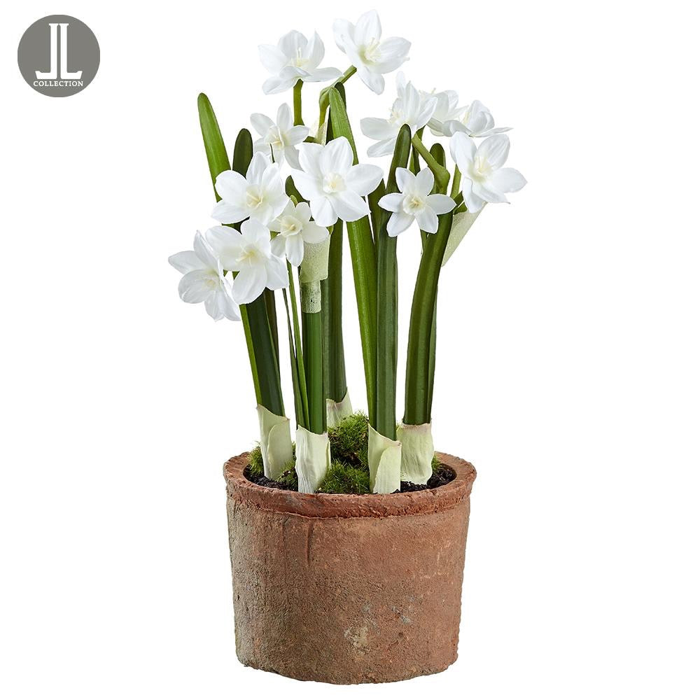 10" Narcissus in Clay Pot