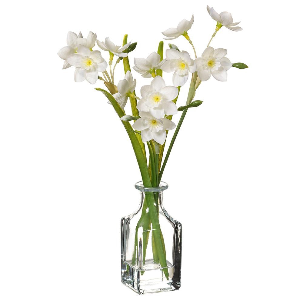 Paperwhite in Vase