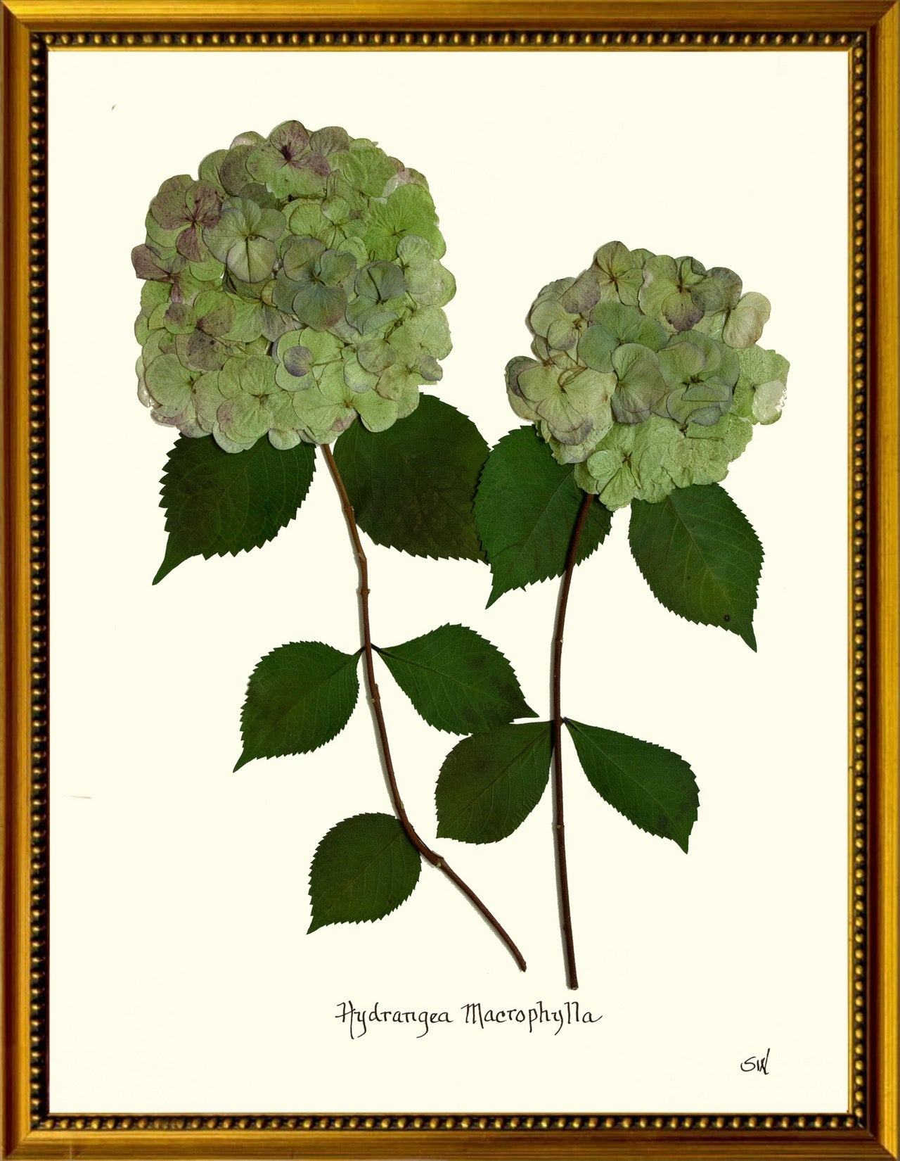 Double Green Hydrangea 24x36