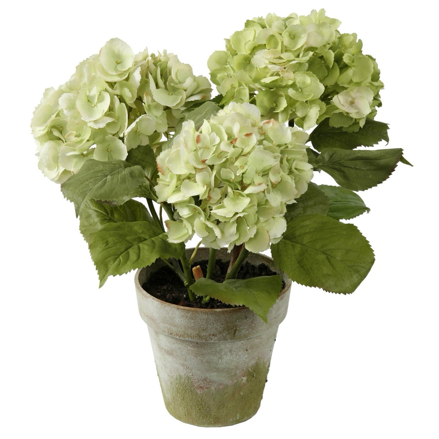 Hydrangea Potted 19" (Green)