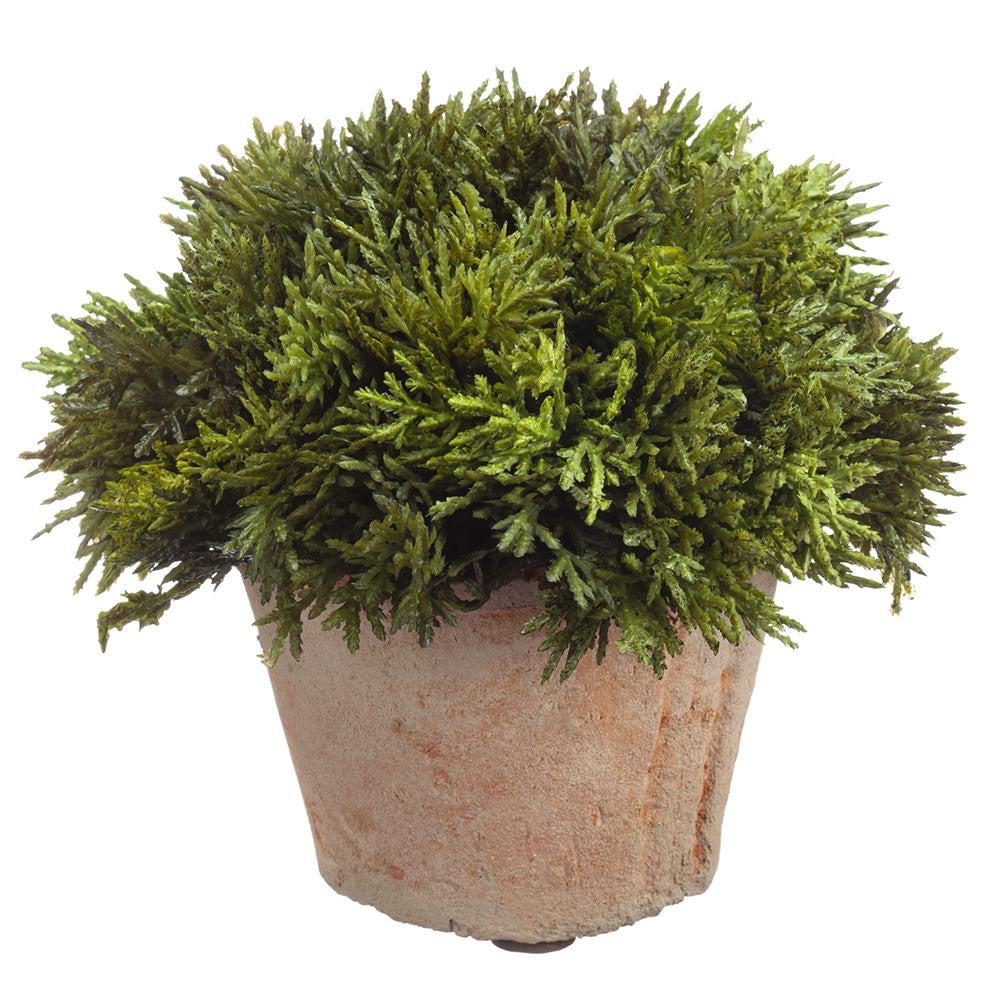 6" Cypress in Clay Pot  Green