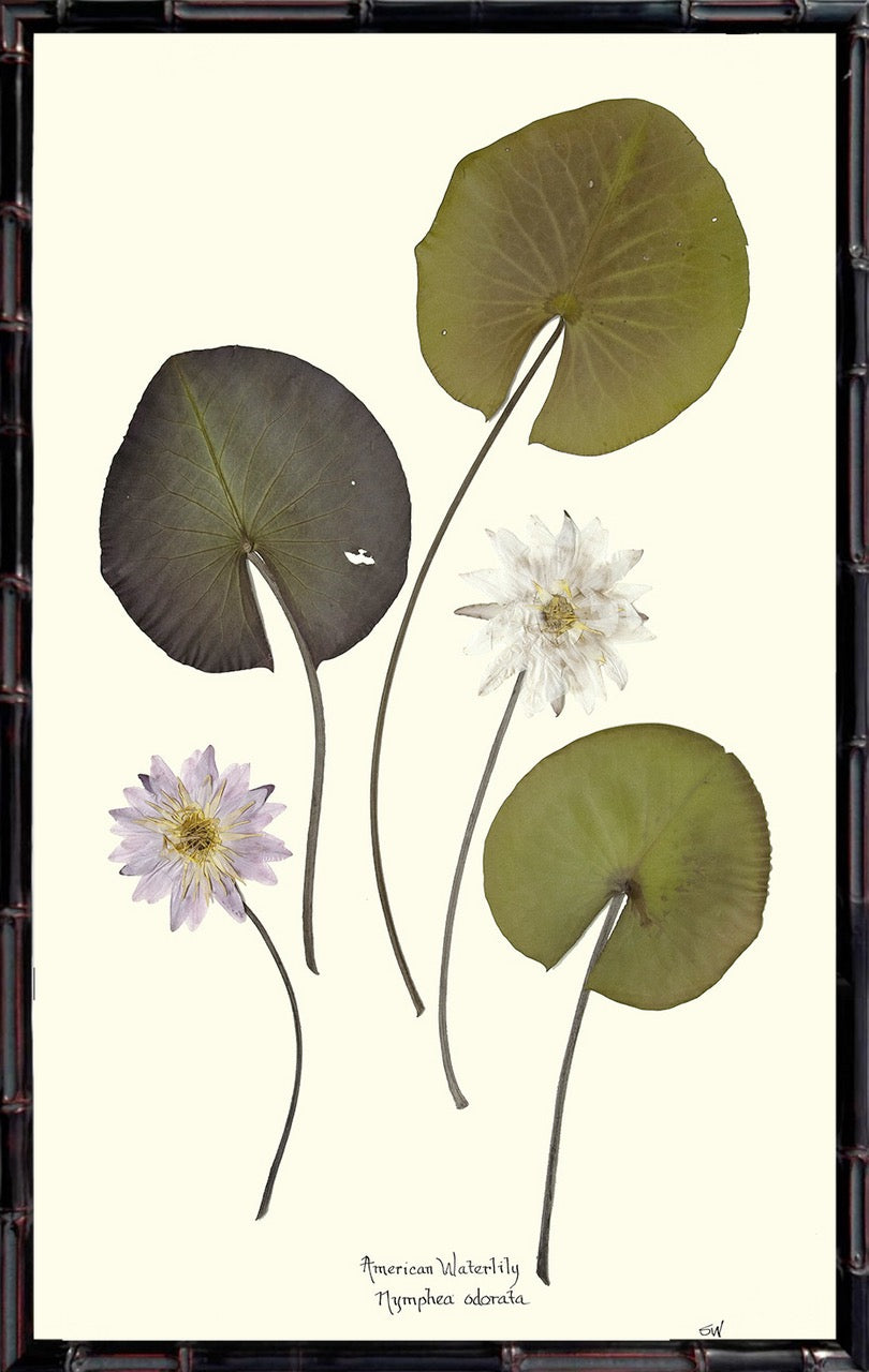 American Waterlilies