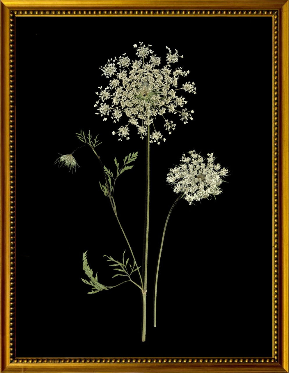 Botanicals on Black