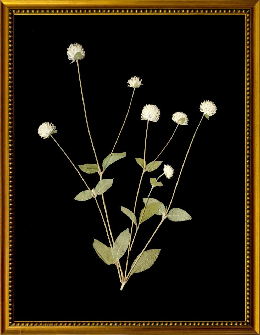 Botanicals on Black