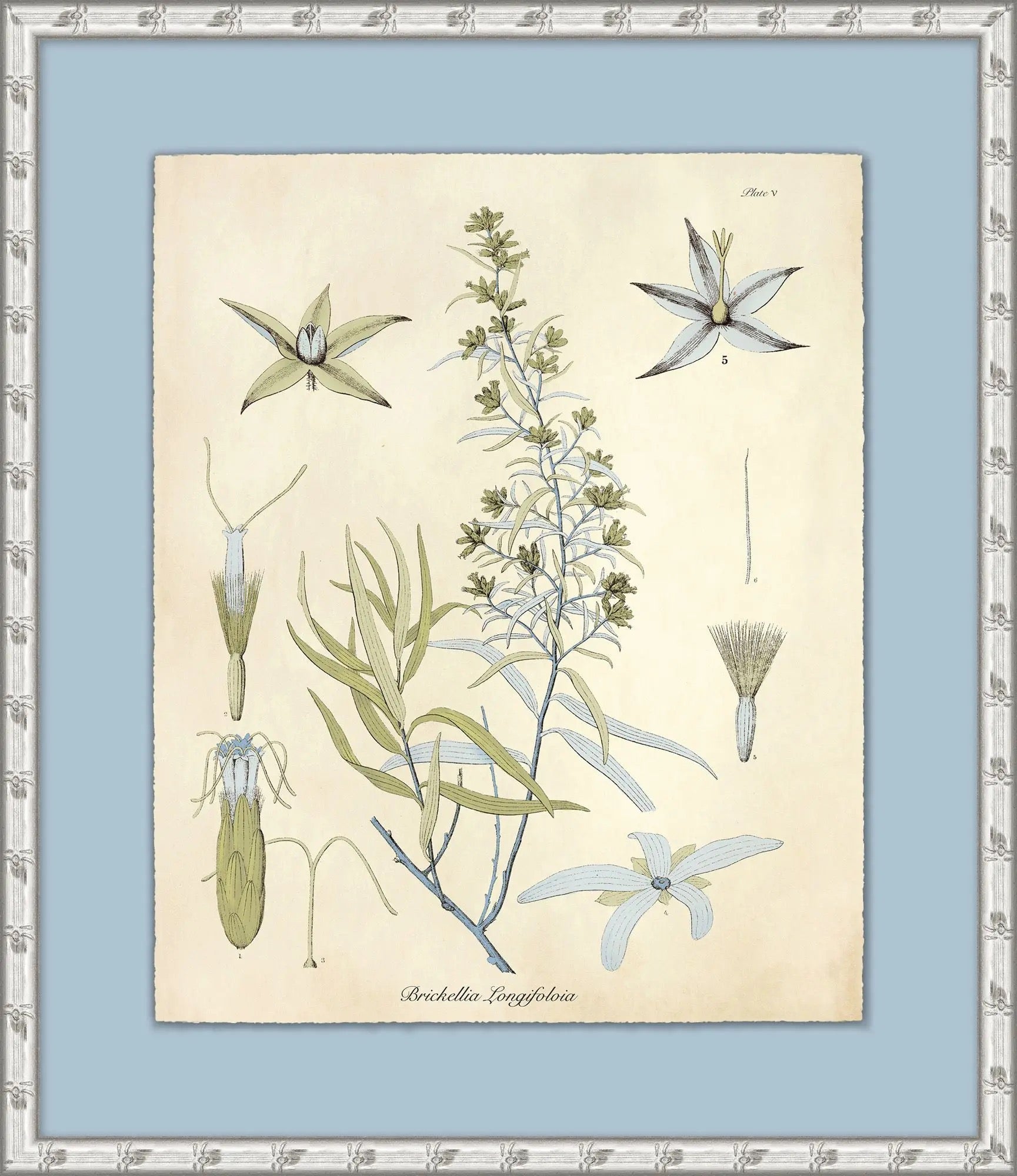 Seedling Study