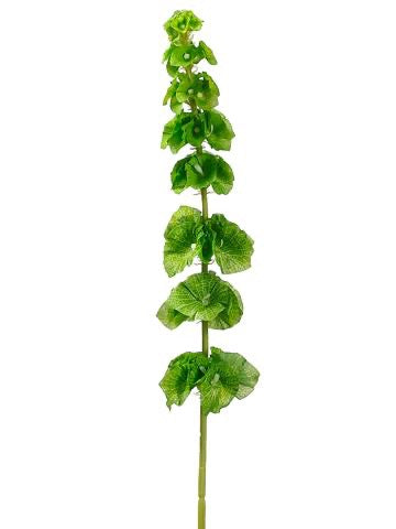 Bells of Ireland Spray  Green