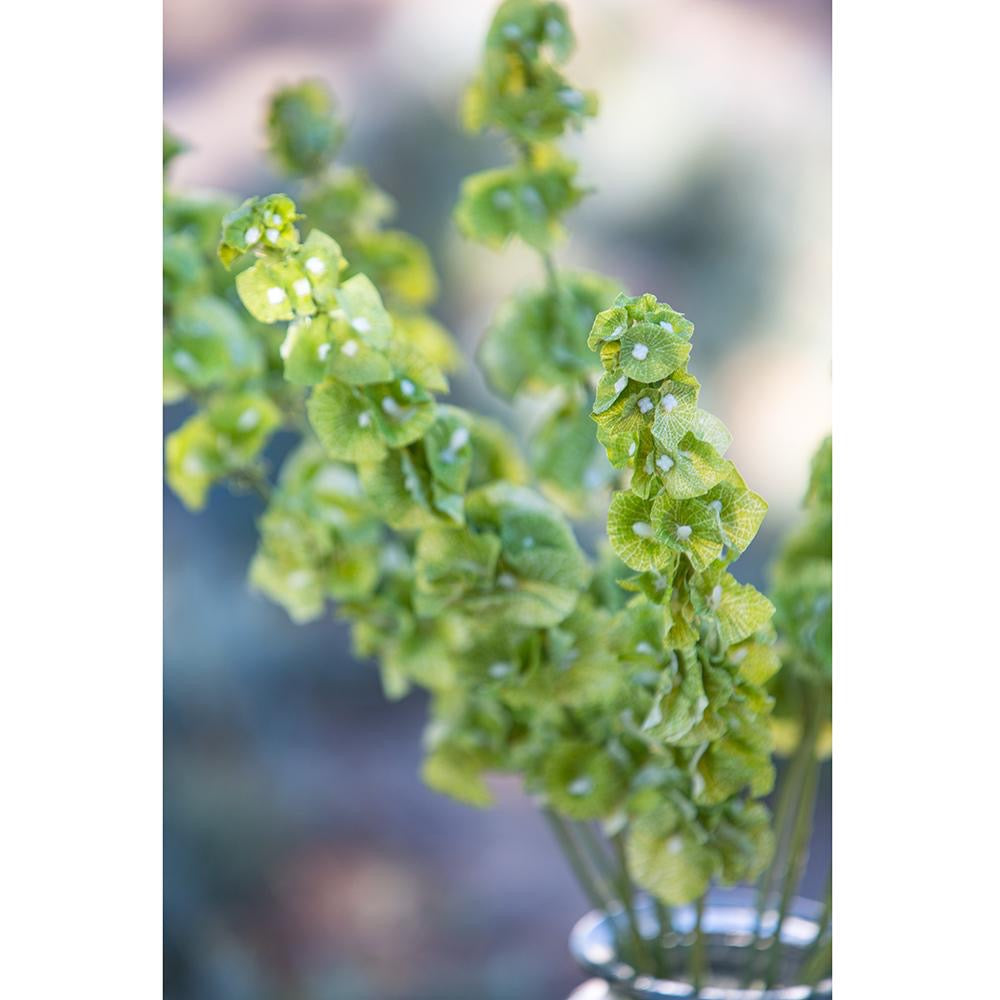 Bells of Ireland Spray  Green