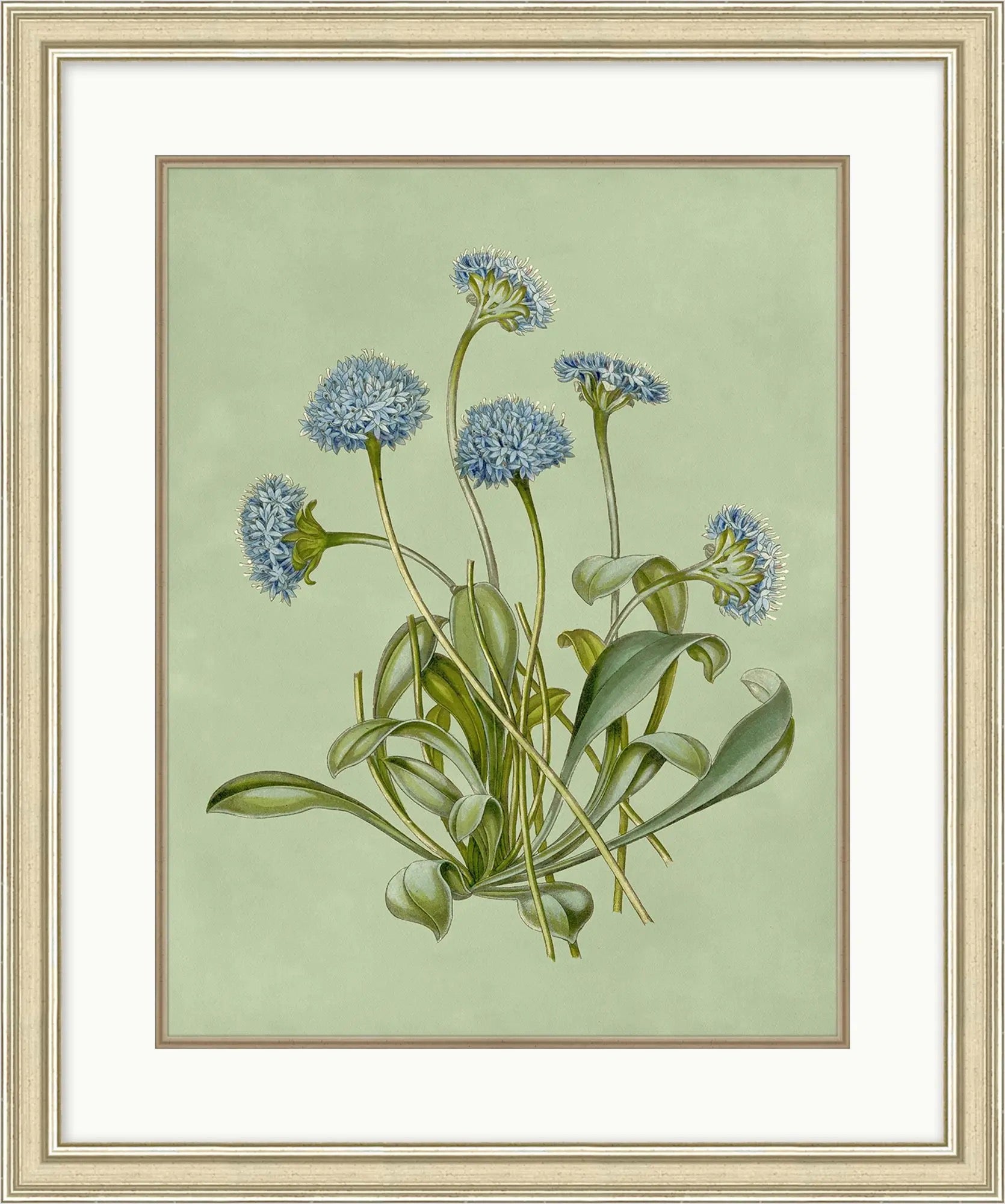 Sage and Blue Botanical
