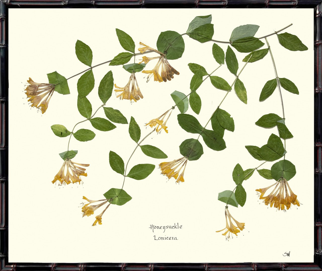 20x24 Botanicals