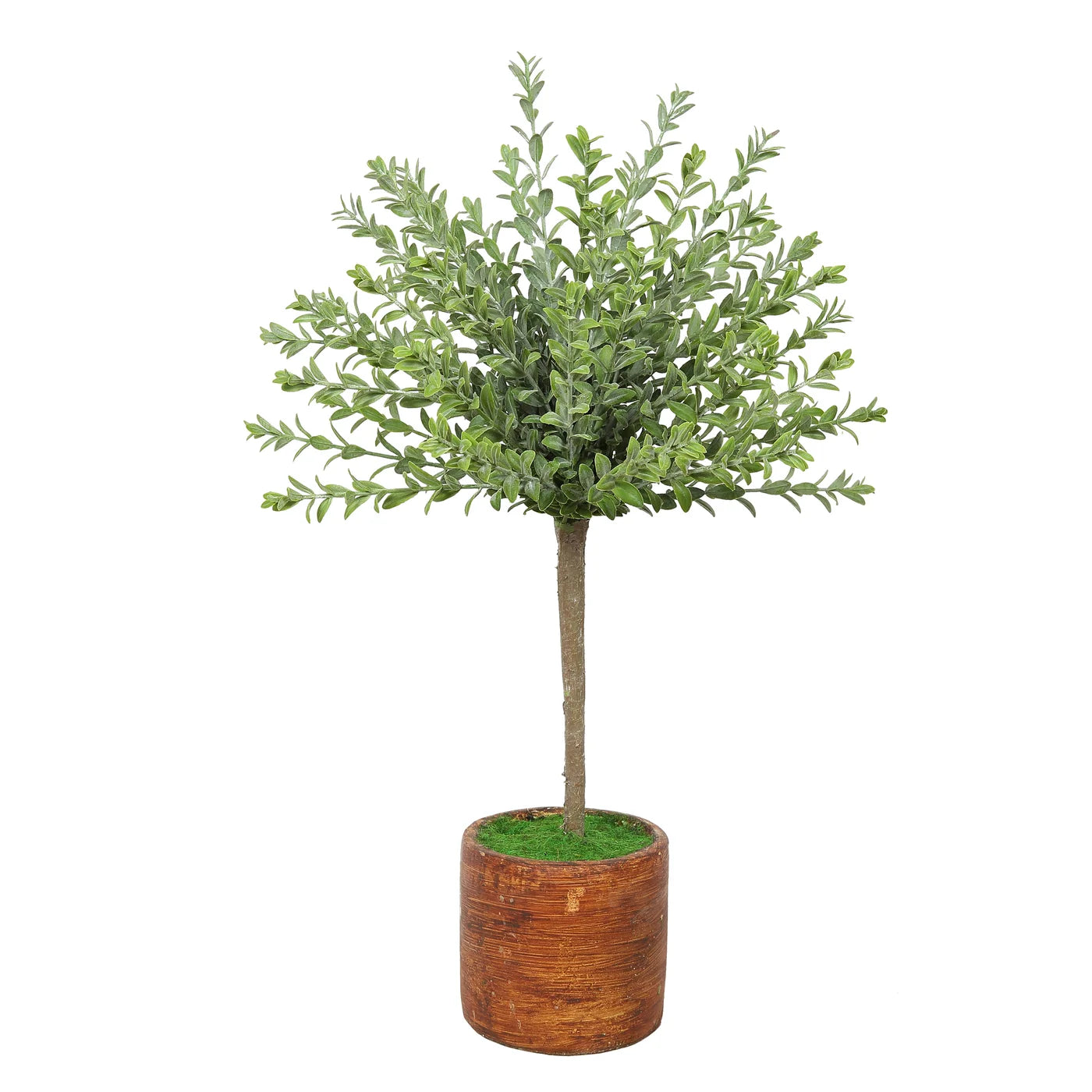 Potted Boxwood