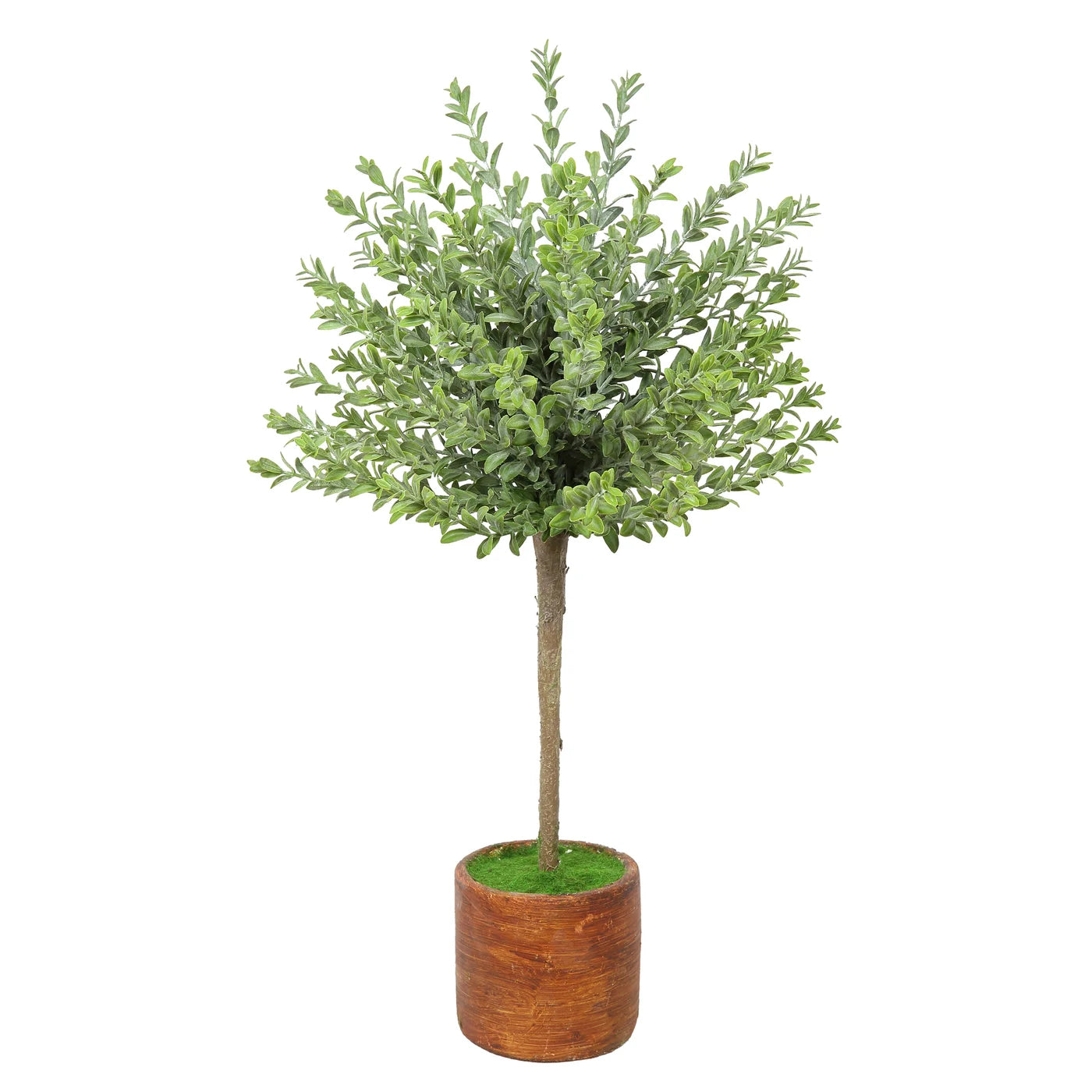 Potted Boxwood