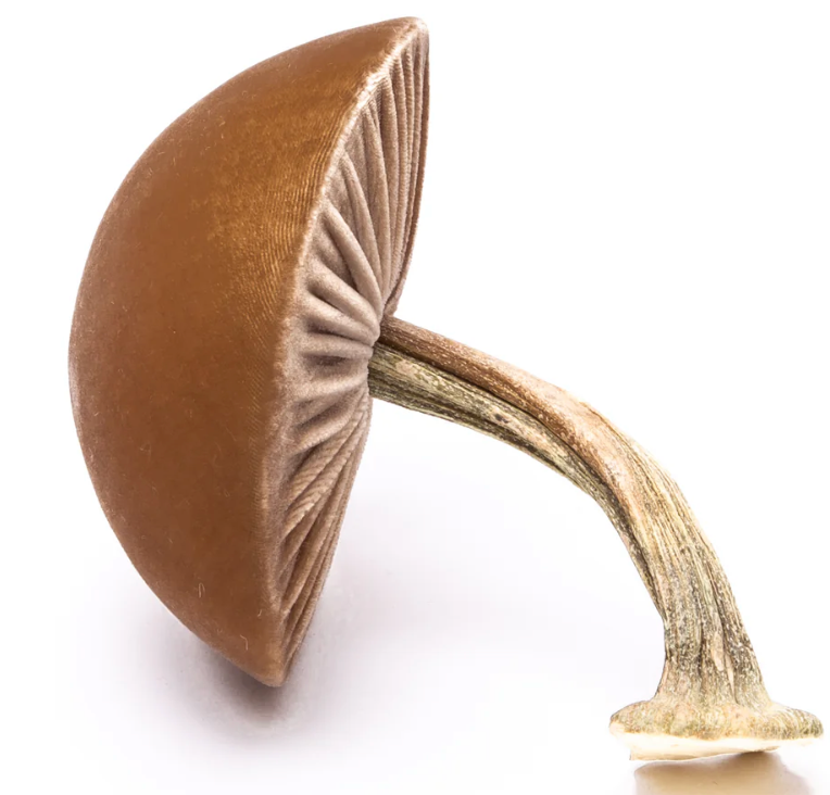 Velvet Mushrooms