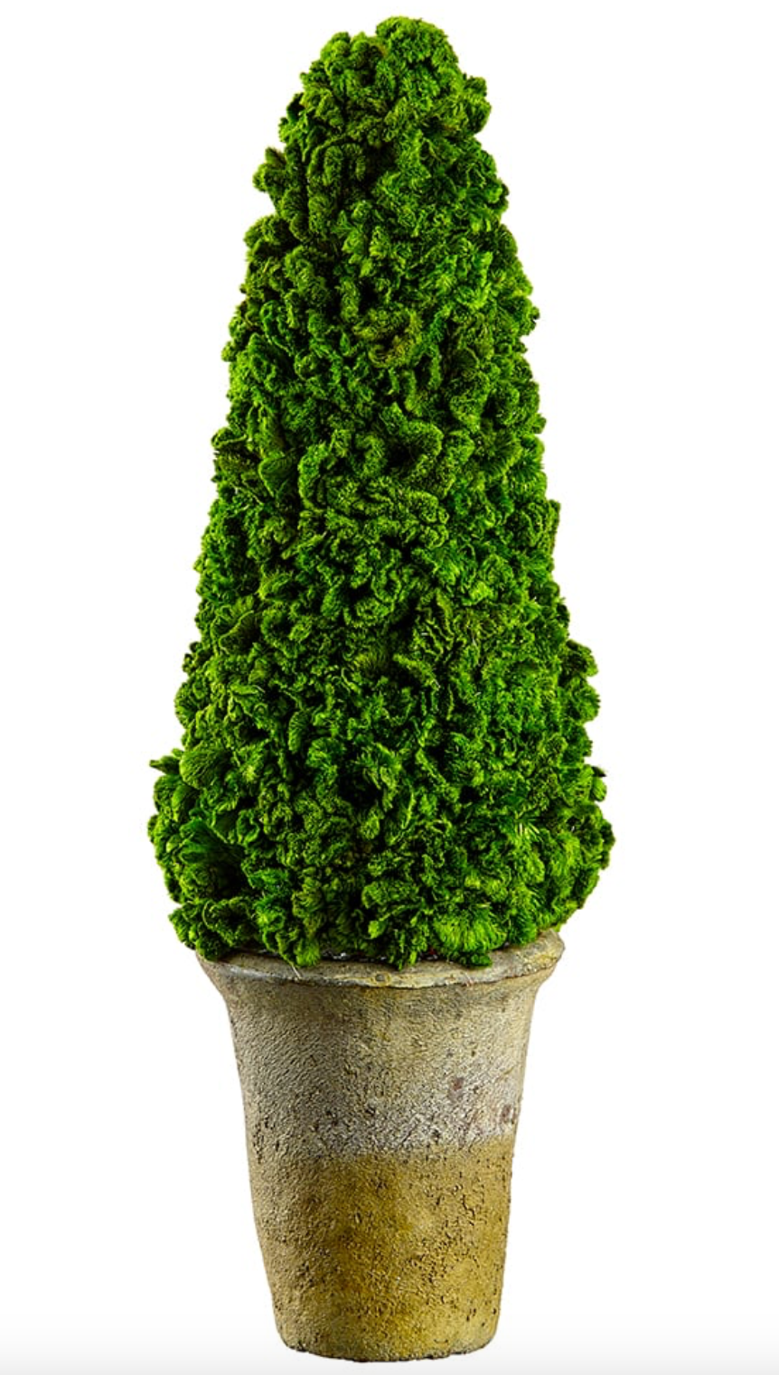 16.5" Preserved Celosia Cone-Shaped Topiary w/Pot -Green