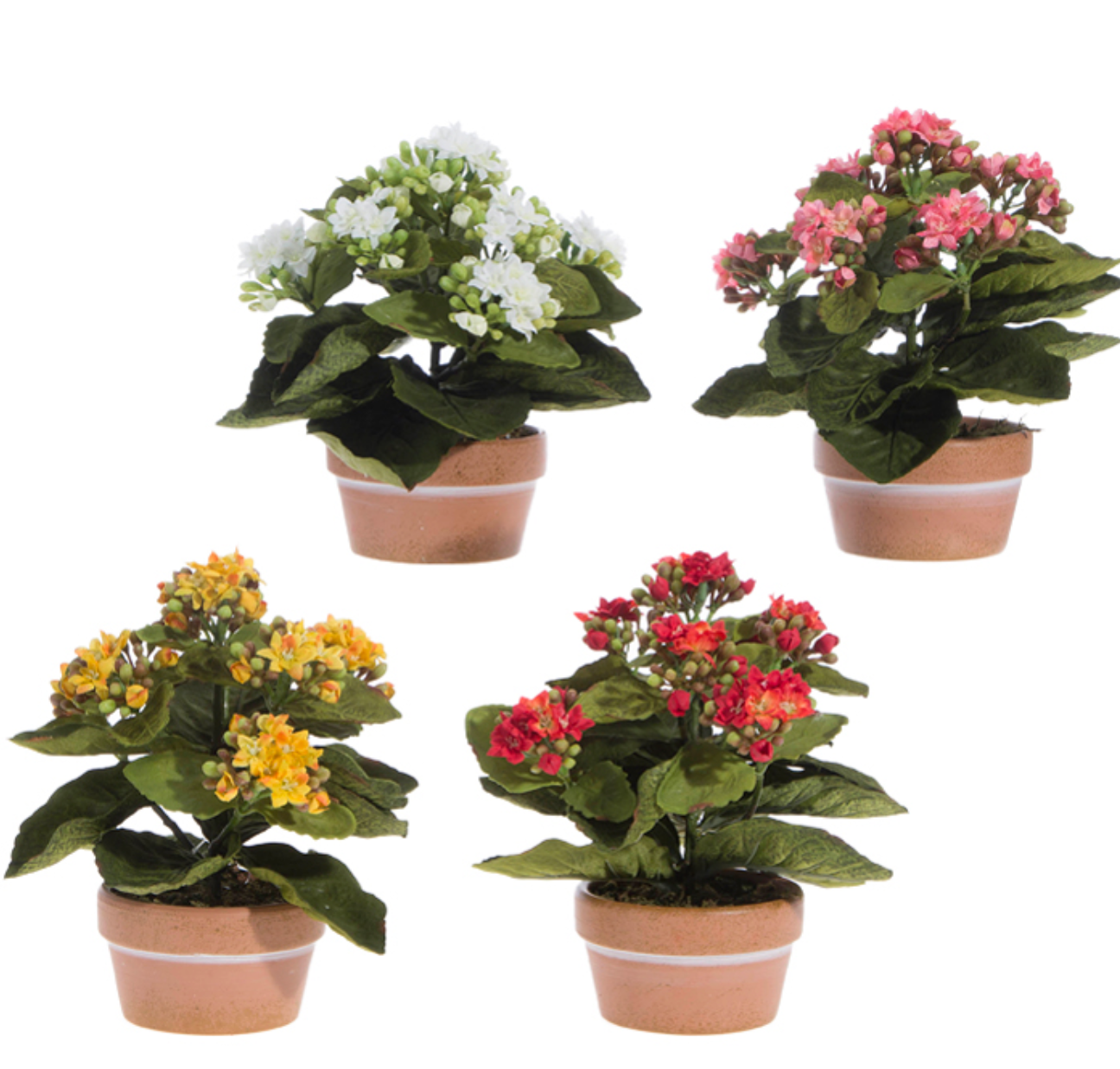 7.5" Potted Kalanchoe
