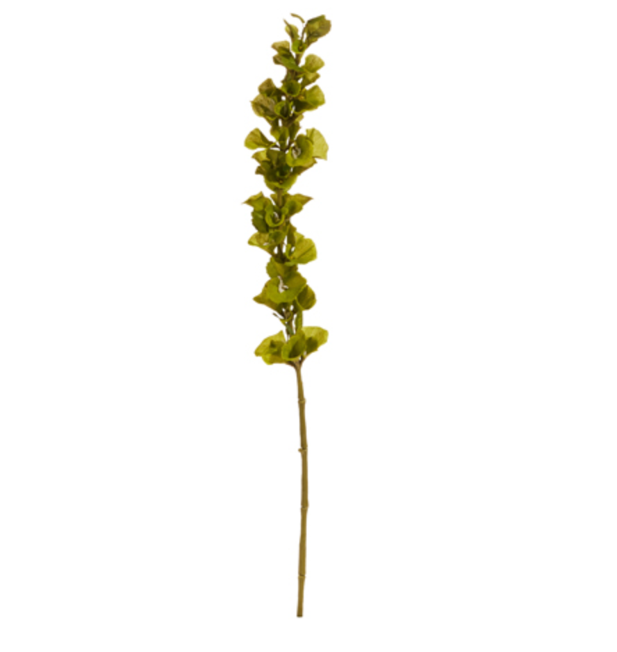 42" Bells of Ireland Stem