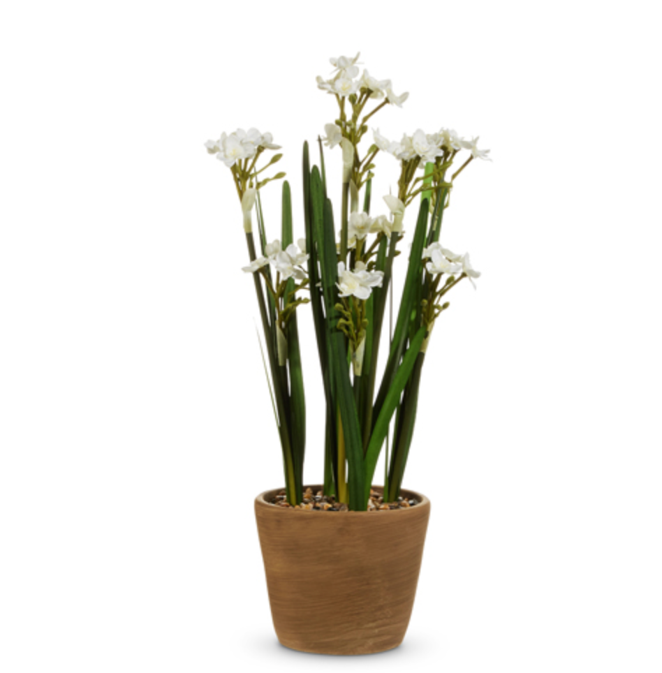 20" POTTED PAPERWHITES