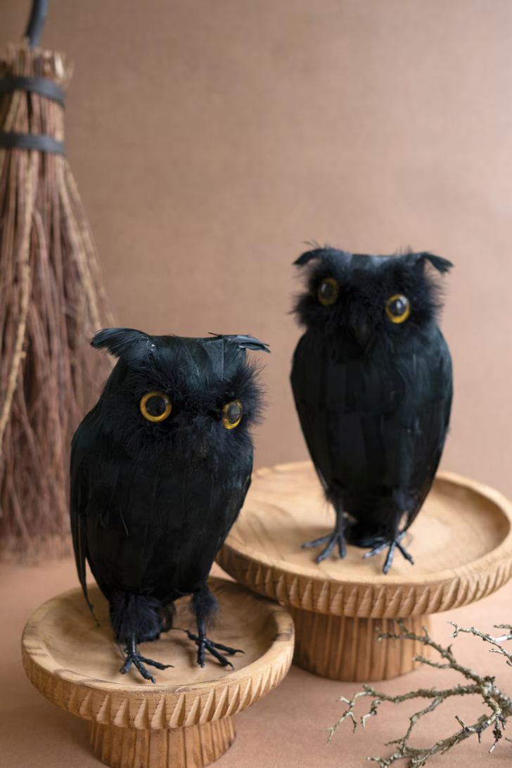 Owl with Black Feathers