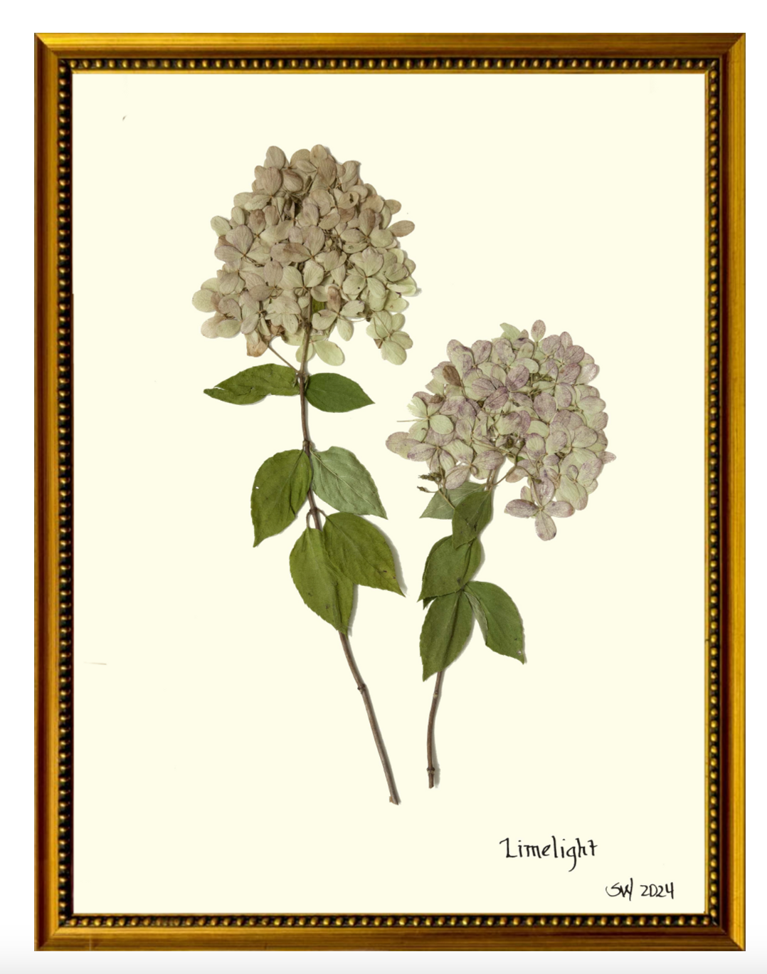 20x24 Botanicals