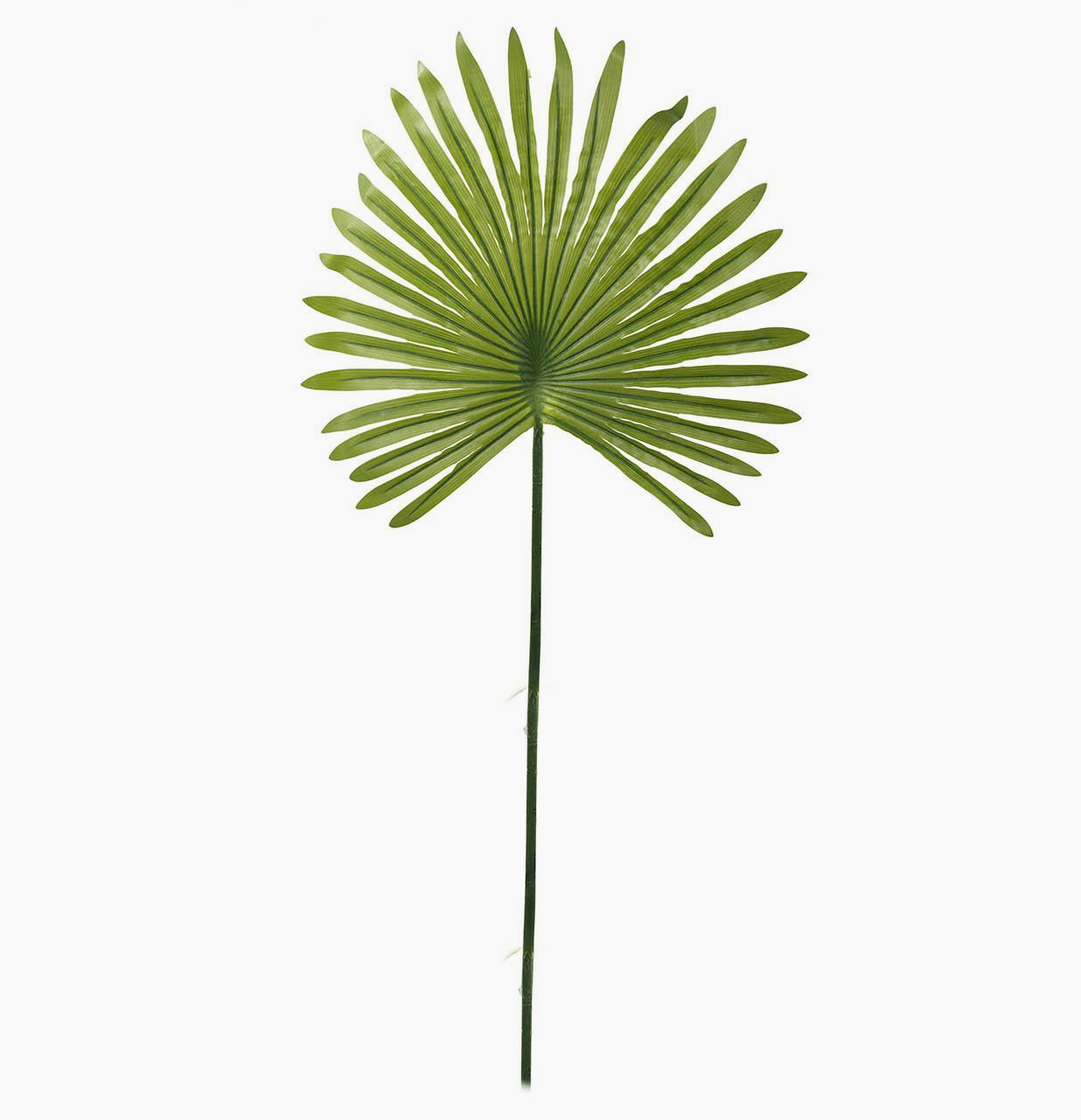 Leaf Stem