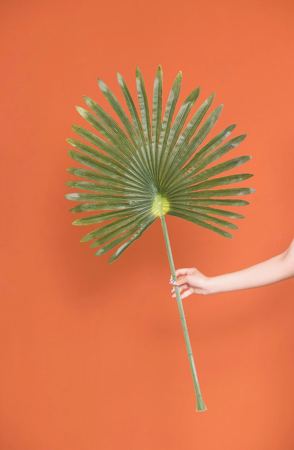 Leaf Stem