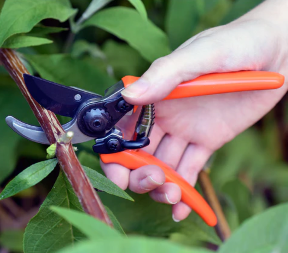 Burgon & Ball RHS Micro Secateur - Orange