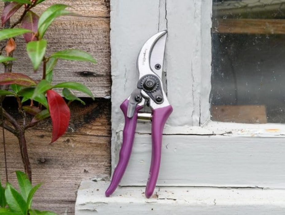 Burgon & Ball RHS Gift Secateurs Asteraceae- Purple