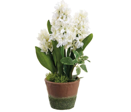11" Hyacinth in Cement Pot